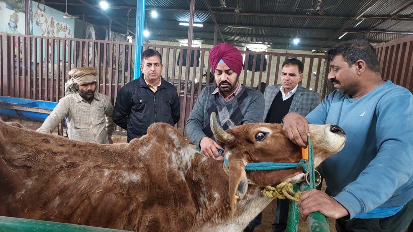 गौशाला मटौर में आयोजित पशु कल्याण शिविर में 150 पशुओं का उपचार किया गया